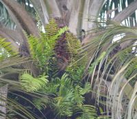 fresh palm fruits