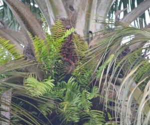 fresh palm fruits